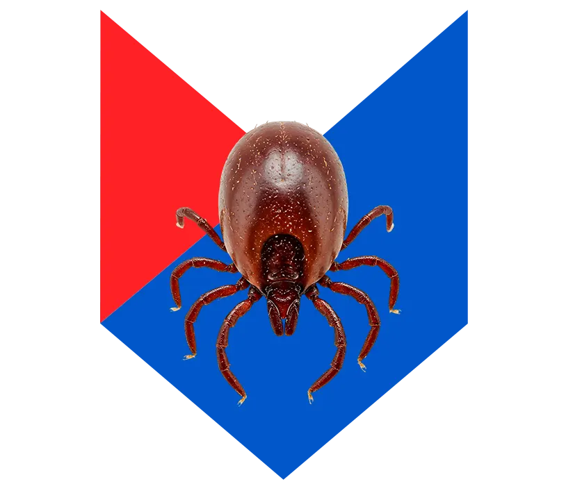 Клещ Клещ
